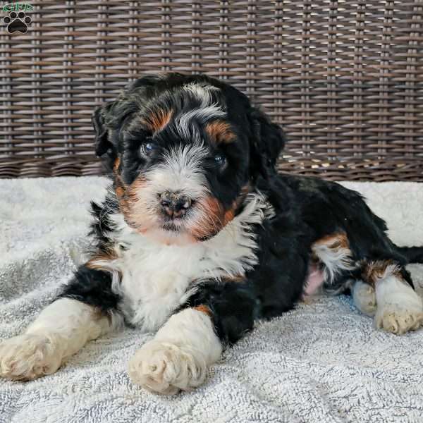 Zeke, Mini Bernedoodle Puppy
